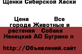 Щенки Сибирской Хаски › Цена ­ 20 000 - Все города Животные и растения » Собаки   . Ненецкий АО,Бугрино п.